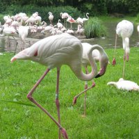 Narresume-Ausflug Basler Zoo